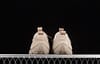 Cat Tramp Hike Low 21ss autumn new hiker leisure sandals P716128 - Image 12